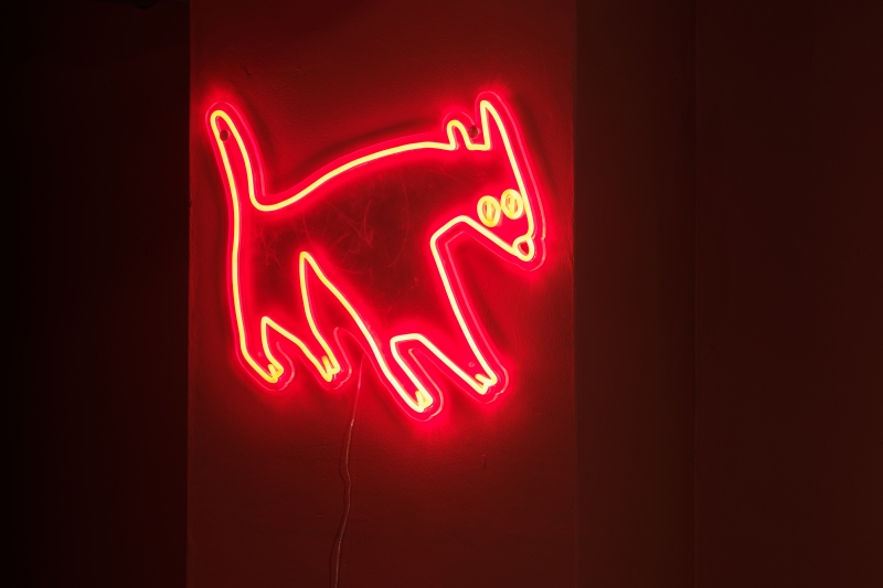 廖苡辰個展「生性溫柔的狗」作品：《五百塊》，霓虹燈條，50×39 cm，2022